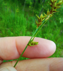 Carex elongata
