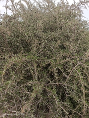 Gymnosporia senegalensis