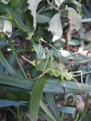 Ephippiger perforatus