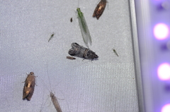 Acrobasis tricolorella