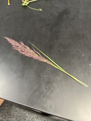 Coleataenia rigidula