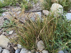 Deschampsia