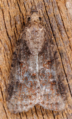 Platynota idaeusalis