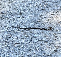 Thamnophis ordinoides