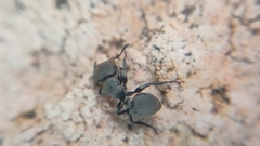 Cephalotes