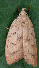 Machimia tentoriferella