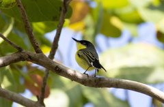 Todirostrum cinereum