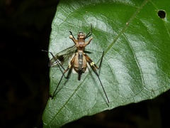 Ophiocordyceps dipterigena