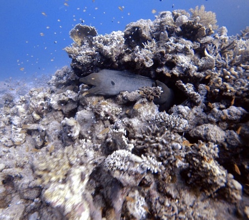 Giant Moray — seen at this dive site