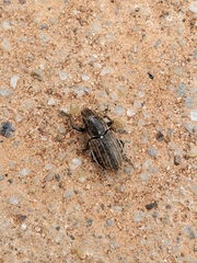 Naupactus leucoloma