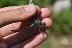 Somatochlora semicircularis