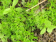 Tripleurospermum maritimum