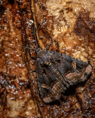 Homophoberia apicosa