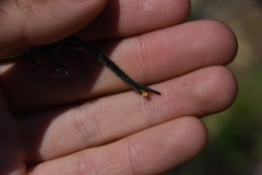 Somatochlora semicircularis