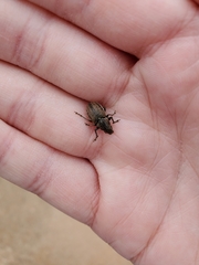 Naupactus leucoloma