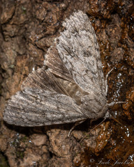 Acronicta americana