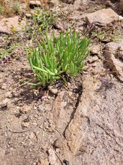 Phemeranthus confertiflorus
