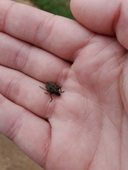 Naupactus leucoloma