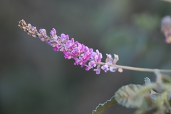 Cullen australasicum