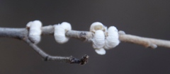 Ceroplastes