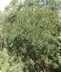 Persoonia