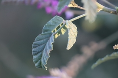 Cullen australasicum