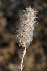 Trifolium angustifolium