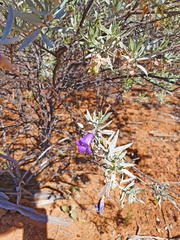 Eremophila