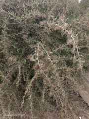 Gymnosporia senegalensis