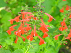 Salvia coccinea