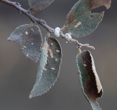 Ceroplastes