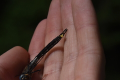 Somatochlora semicircularis