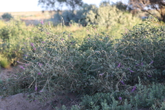 Cullen australasicum