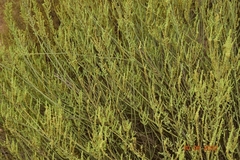 Salsola genistoides