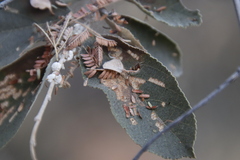 Ceroplastes