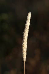 Alopecurus myosuroides