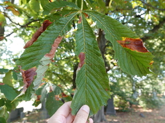 Phyllosticta sphaeropsoidea