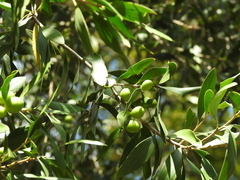 Persoonia