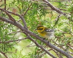 Setophaga townsendi