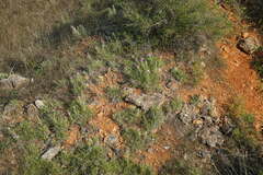 Ptilostemon echinocephalus