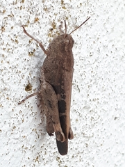 Aiolopus strepens