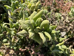 Tetragonia