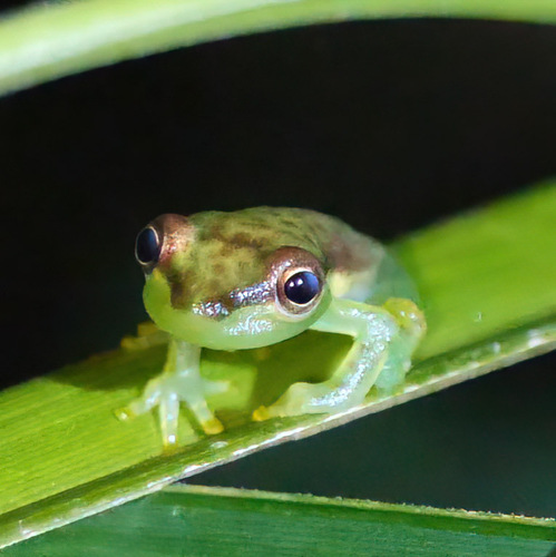 Tapir Valley Tree Frog (Tlalocohyla celeste) · iNaturalist