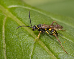 Ceropales maculata
