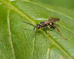 Ceropales maculata