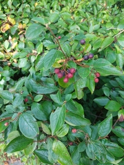 Cotoneaster lucidus