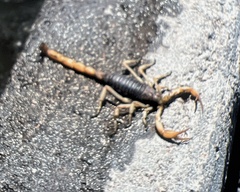 Hadrurus