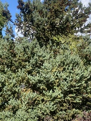 Picea glauca