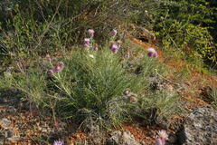 Ptilostemon echinocephalus