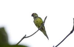 Eupsittula aurea